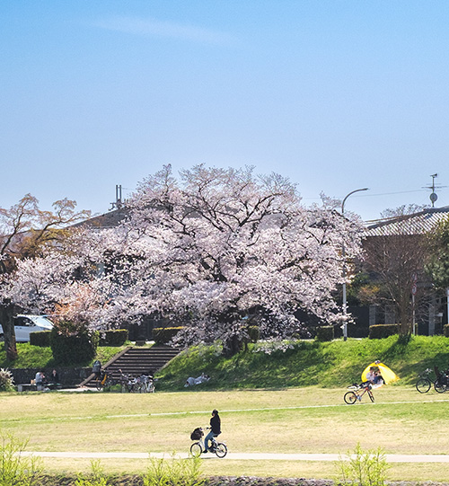 Cycling on the Kamo River bicycle path