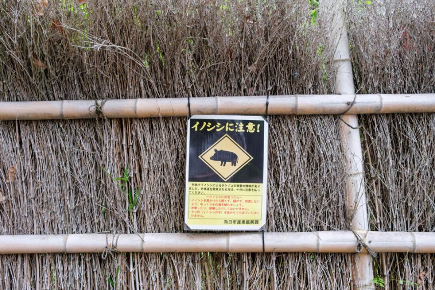 Bamboo path (Take-no-michi)