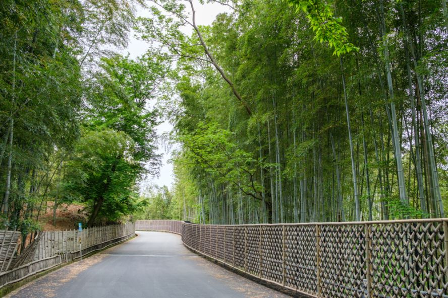 Bamboo path (Take-no-michi)