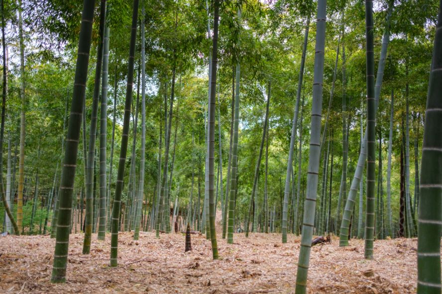 Bamboo path (Take-no-michi)