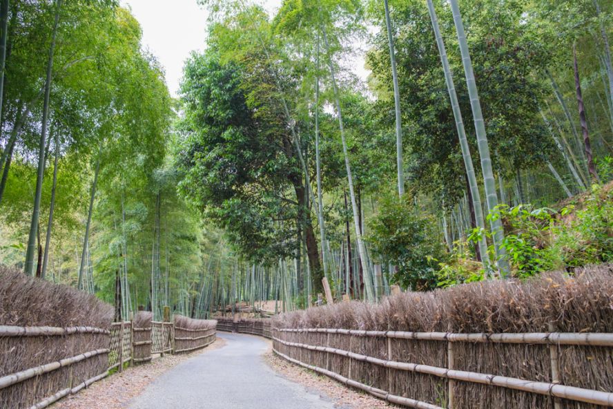 Bamboo path (Take-no-michi)