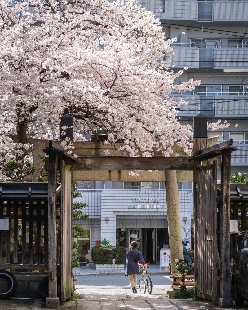 Kyoto's sakura season ends