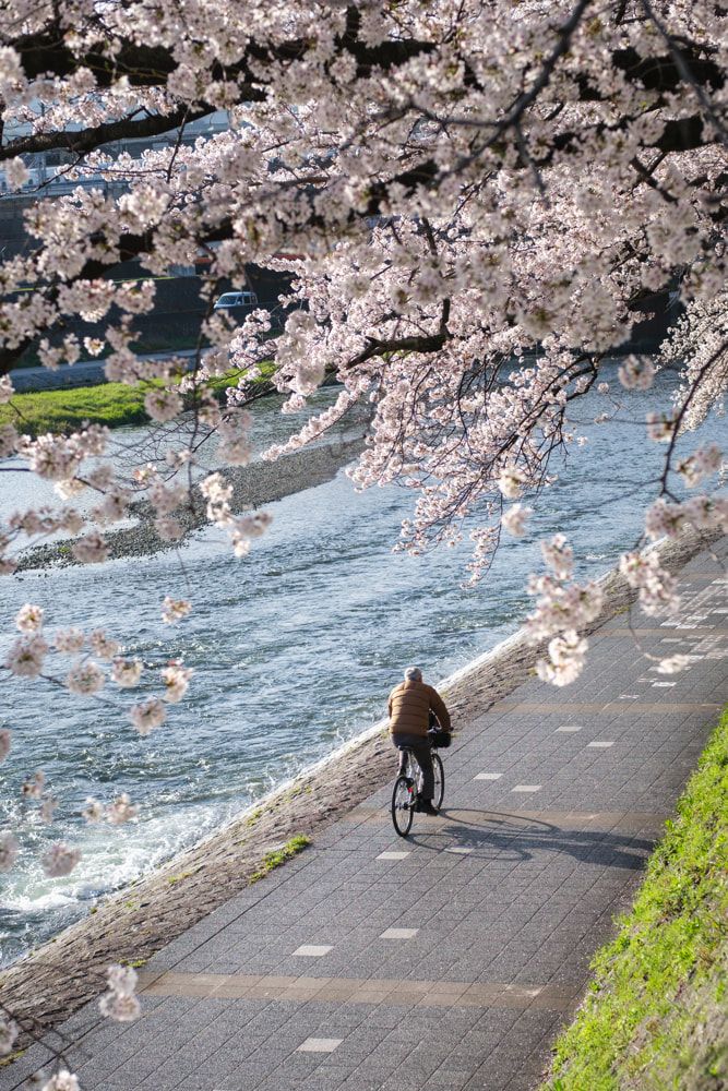 Kyoto's sakura season ends