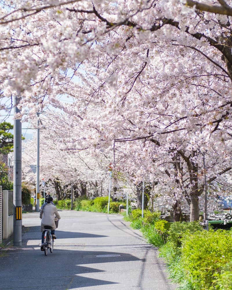 Kyoto's sakura season ends
