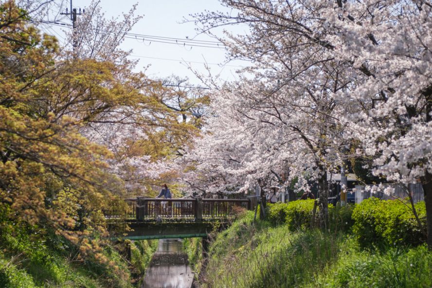 Kyoto's sakura season ends