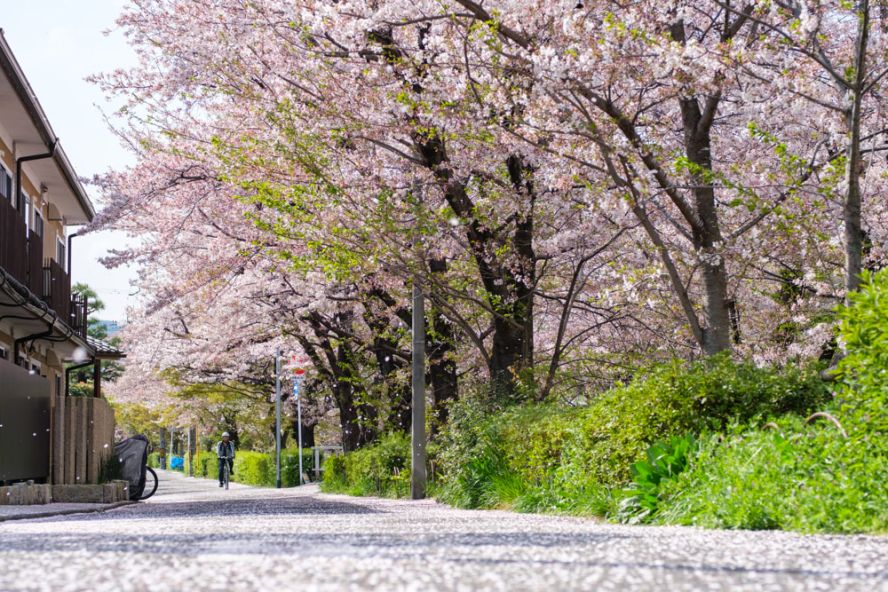 Kyoto's sakura season ends