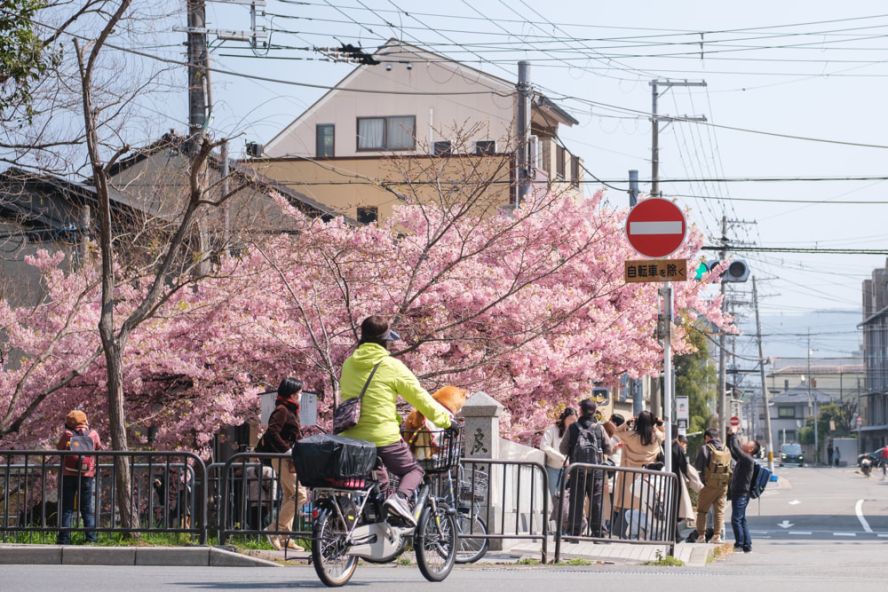 Kyoto's sakura season ends