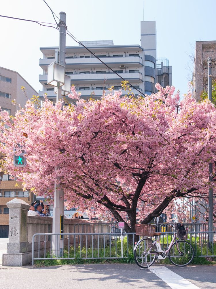 Kyoto's sakura season ends