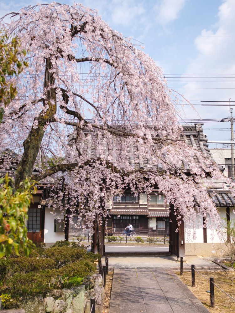 Kyoto's sakura season ends