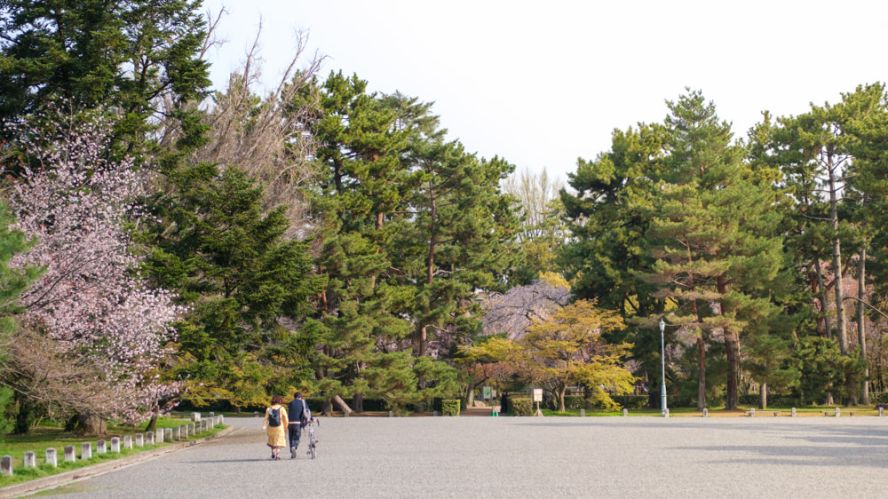 Kyoto's sakura season ends