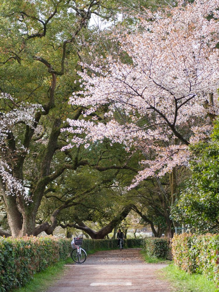 Kyoto's sakura season ends