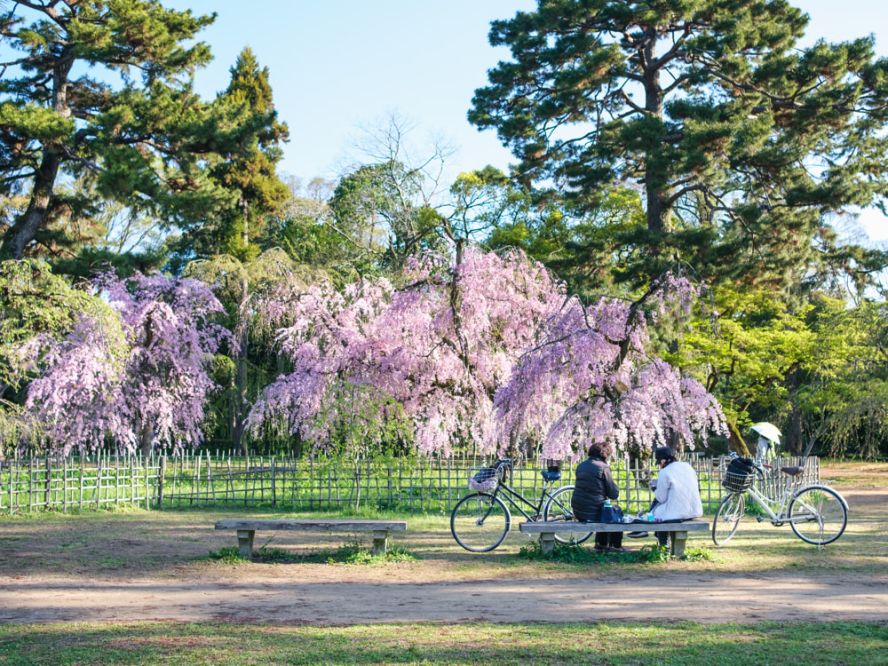 Kyoto's sakura season ends