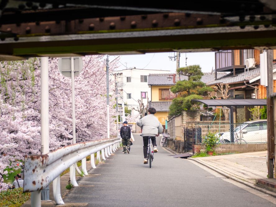 Kyoto's sakura season ends