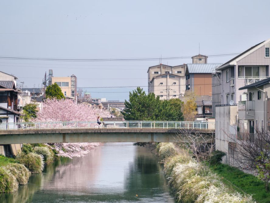 Kyoto's sakura season ends