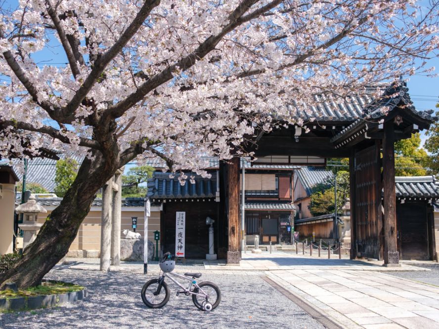 Kyoto's sakura season ends