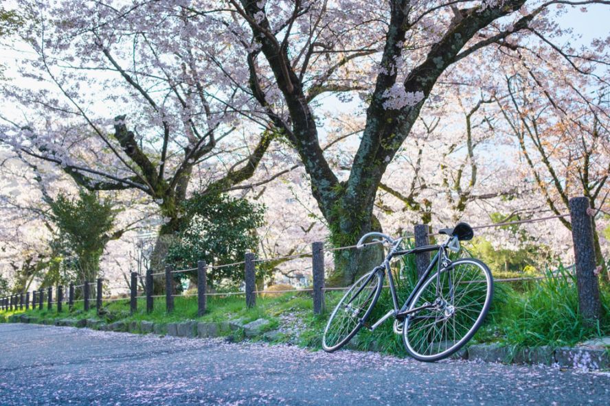 Kyoto's sakura season ends
