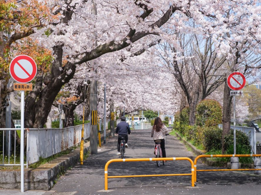 Kyoto's sakura season ends
