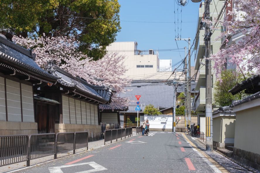 Kyoto's sakura season ends
