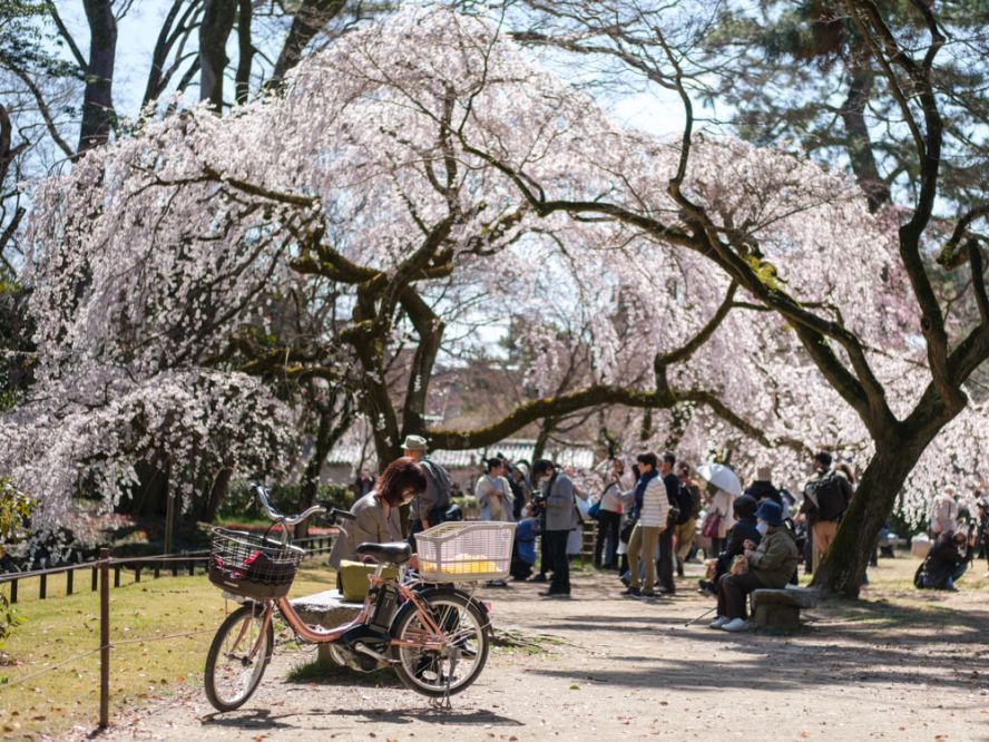 Kyoto's sakura season ends