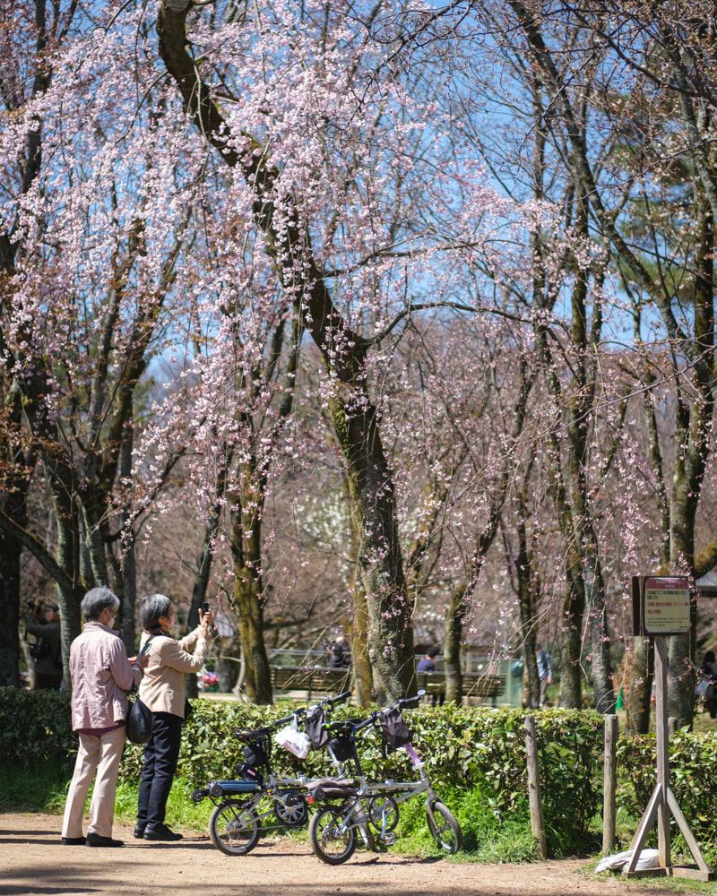 Kyoto's sakura season ends