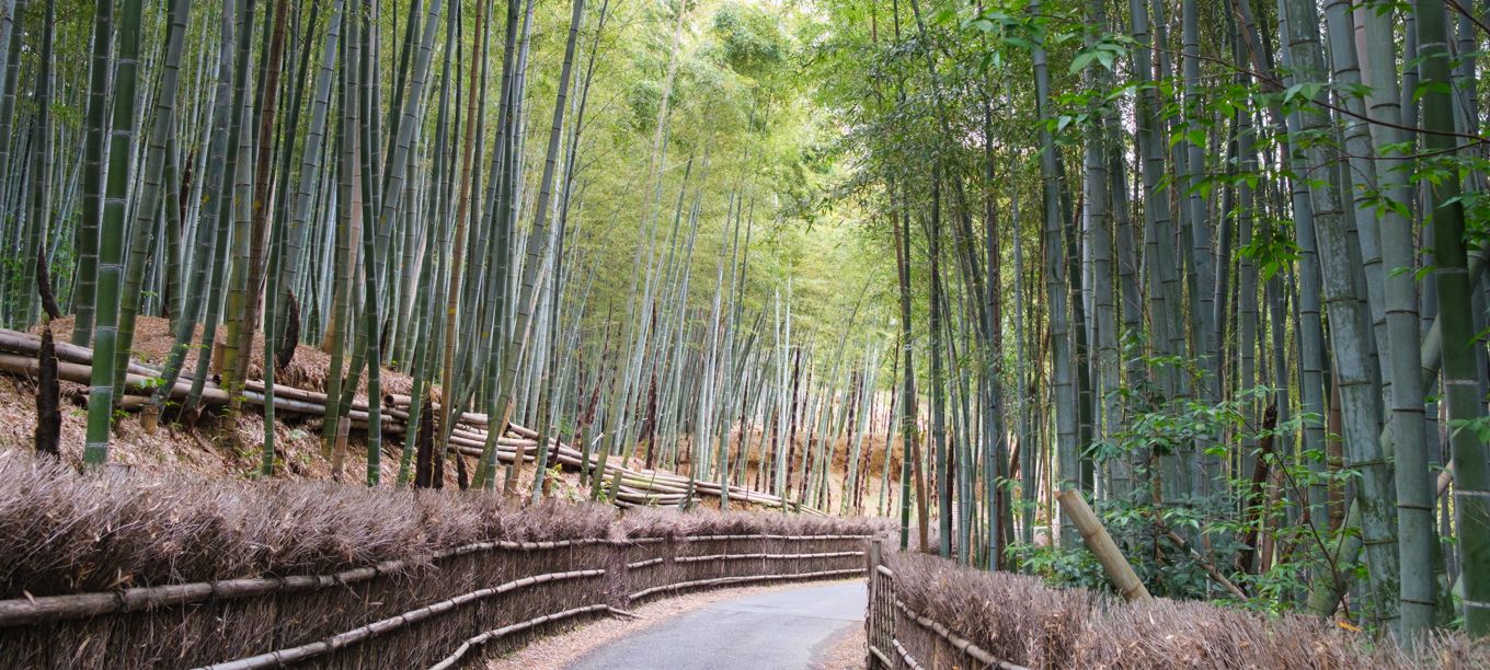 Bamboo path (Take-no-michi)