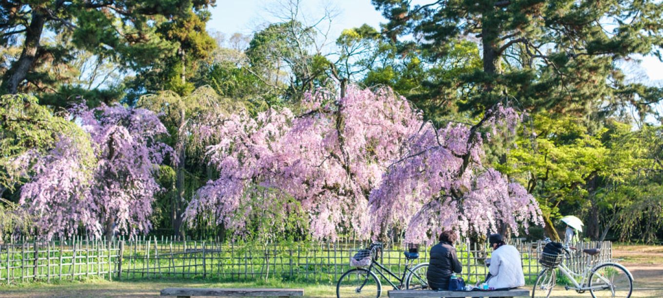 Kyoto's sakura season ends