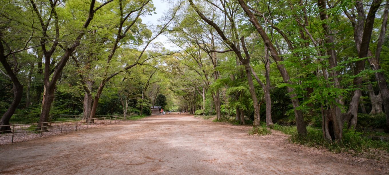 Tadasu no Mori Forest