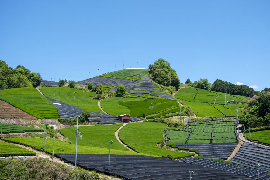 Wazuka Tea Plantations