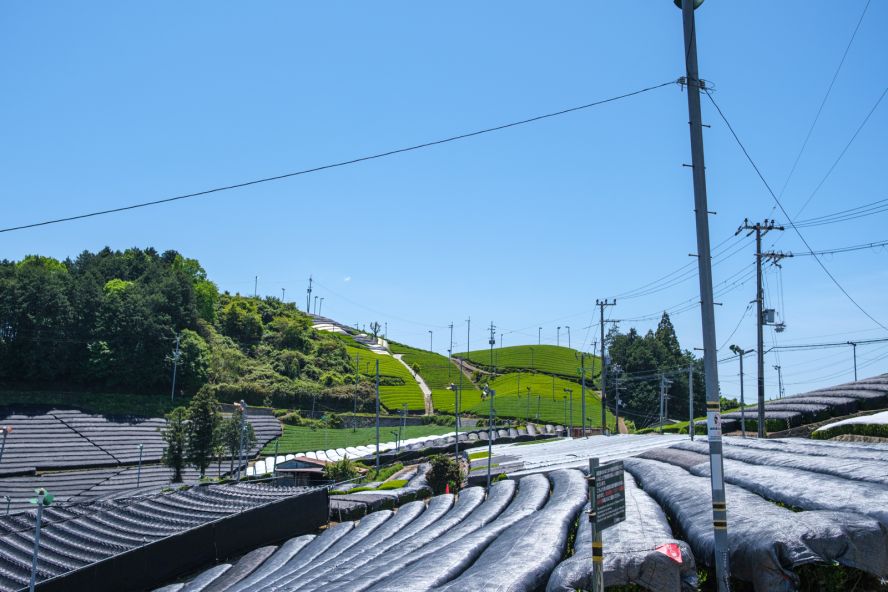 Wazuka Tea Plantations