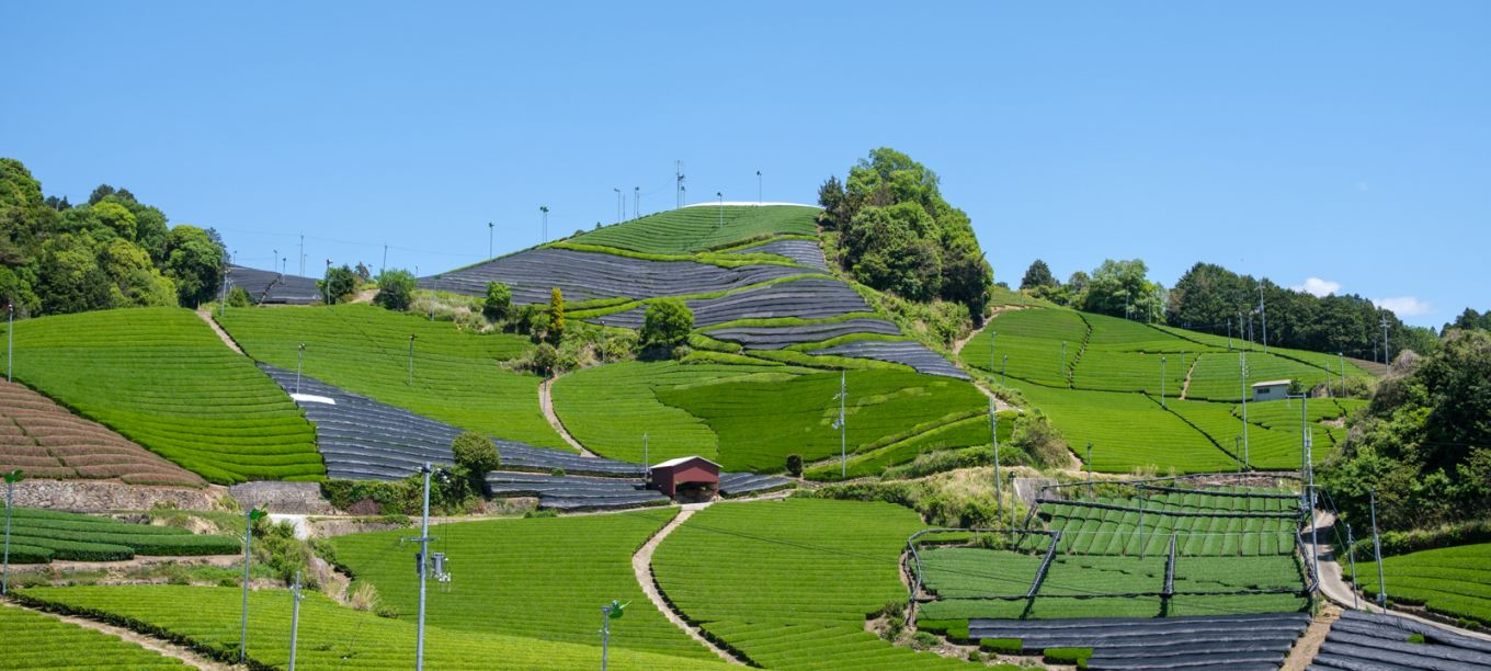 Wazuka Tea Plantations