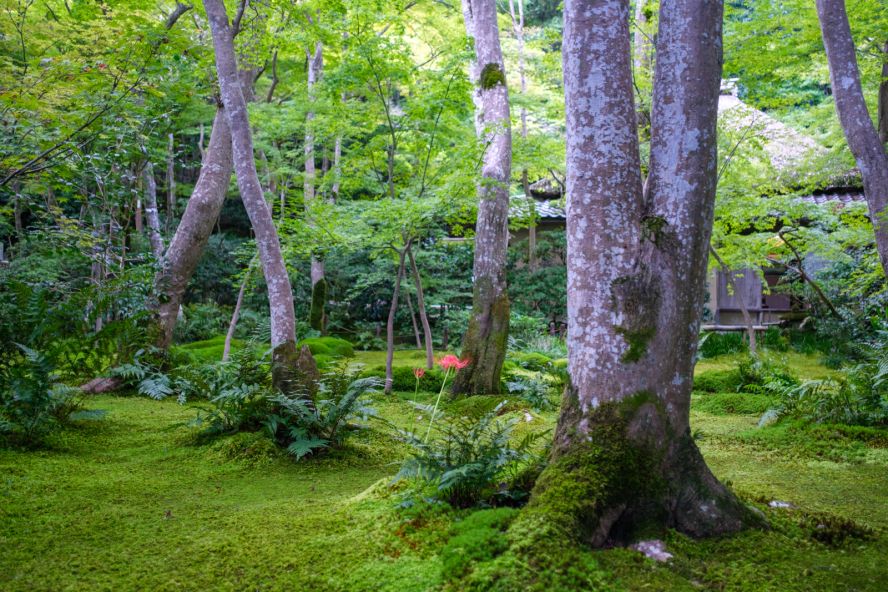 Gio-ji Temple