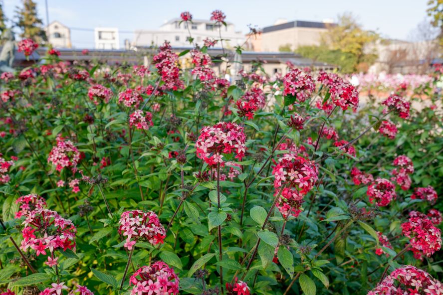 Kyoto Botanical Gardens