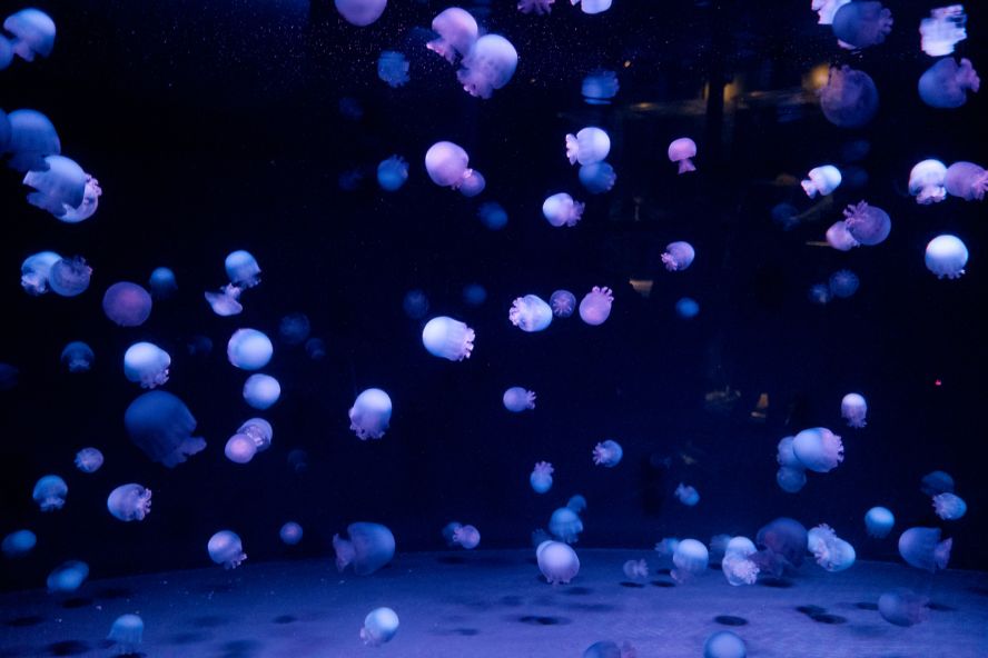 Kyoto Aquarium